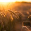 brown wheat in close up photography during sunset