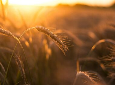brown wheat in close up photography during sunset