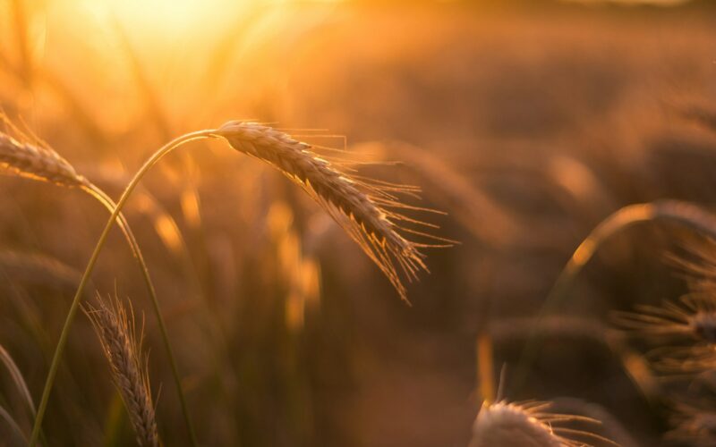 brown wheat in close up photography during sunset