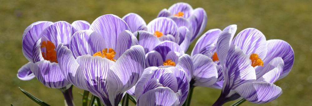 spring flowers